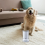 Pet Feet Washer Electrical Cleaner Automatic Dog White 6