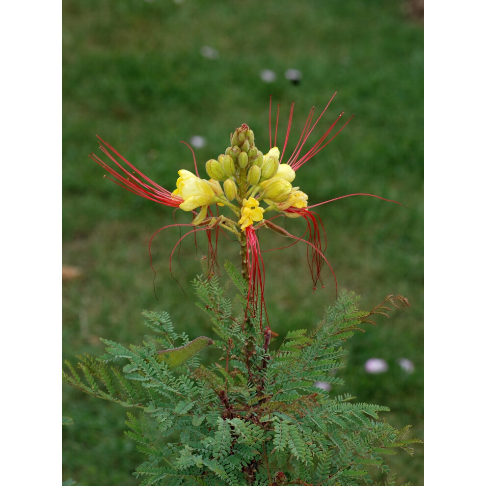 Caesalpinia gilliesii|Bird of paradise|9cm potted plant