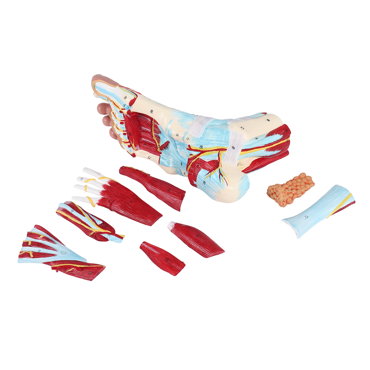 Modelo de anatomía del pie de 9 partes, articulaciones del pie