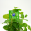 Skins Skins Condoms Mint 4 Pack 6