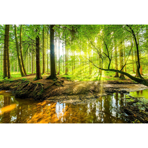 Reyhui Wall Mural Fall Forest Stream Wallpaper Wall Decoration Print P 1
