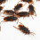 12 Pcs Simulated Plastic Cockroaches Deceptive Props Toy Trick Decor 3
