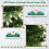 Casart 6FT Pre-Lit Artificial Christmas Tree Hinged XmasTree with 350 LED Lights 8
