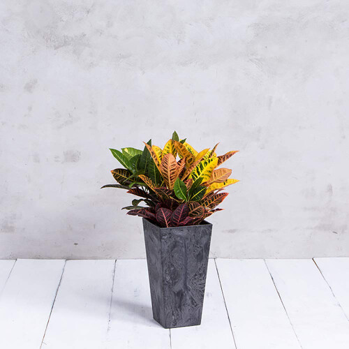 Plantator Ella Tall 2