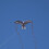X Kites BirdsOfPrey Eagle Nylon Vogelvlieger 49 Inch Breed 2