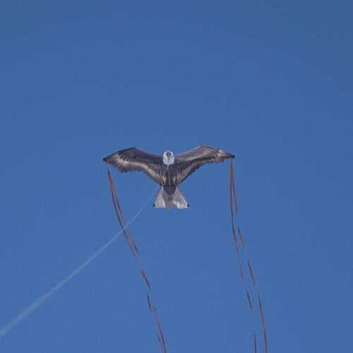 X Kites BirdsOfPrey Eagle Nylon Vogelvlieger 49 Inch Breed 1