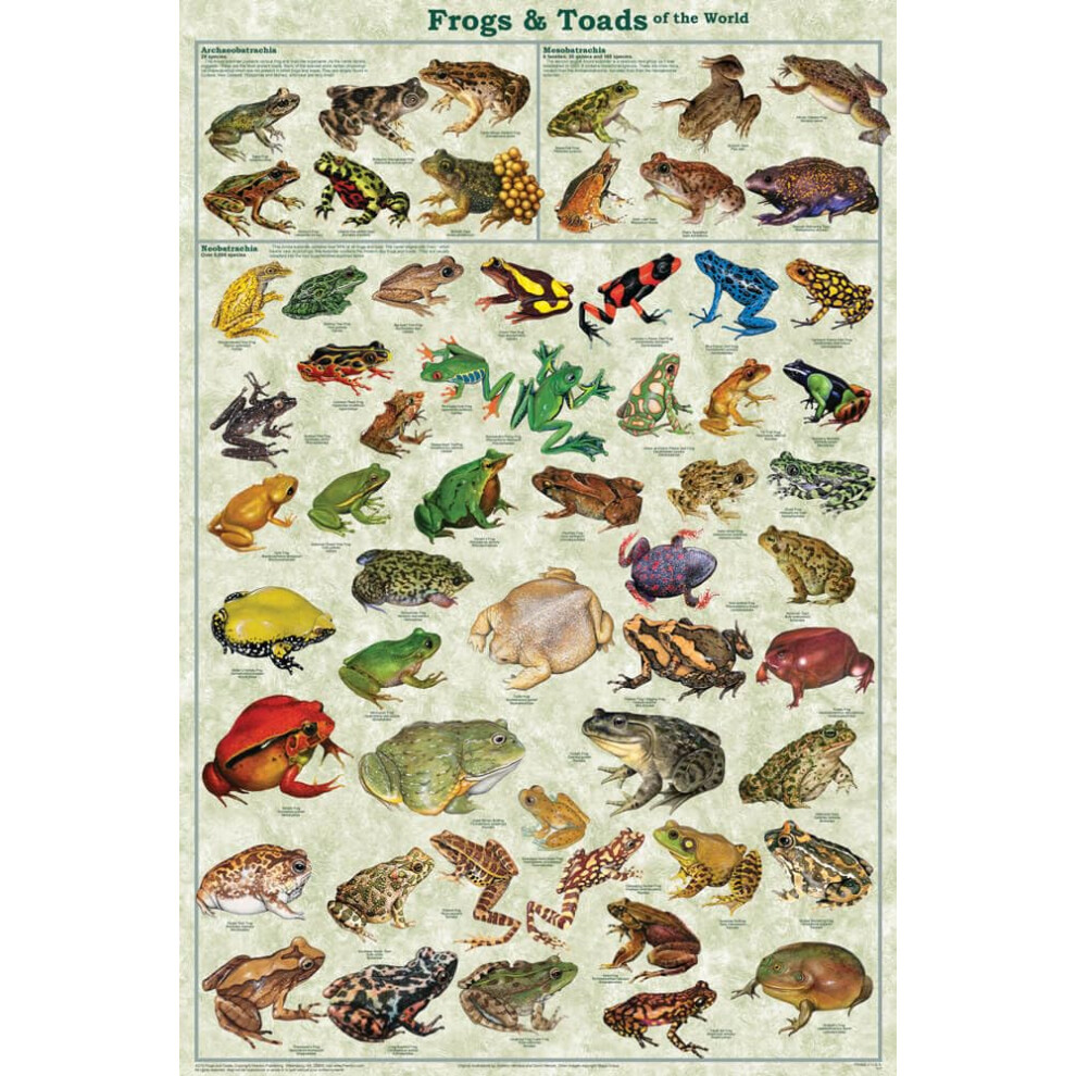 Frogs & Toads of the World Educational Science Classroom Chart Print P