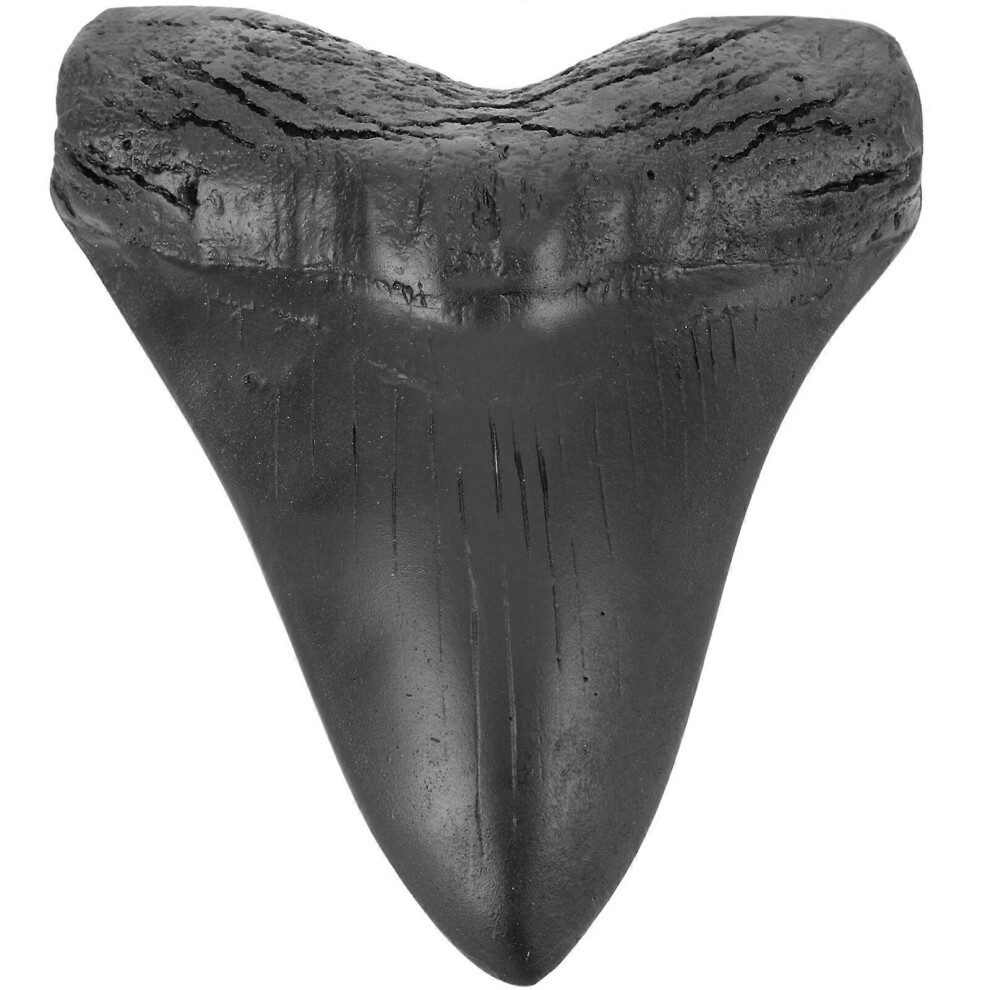Kricely (As Show, One Size) Megalodon Shark Tooth Fossil Realistic Simulation Megalodon Teeth Model Megalodon Tooth Replica