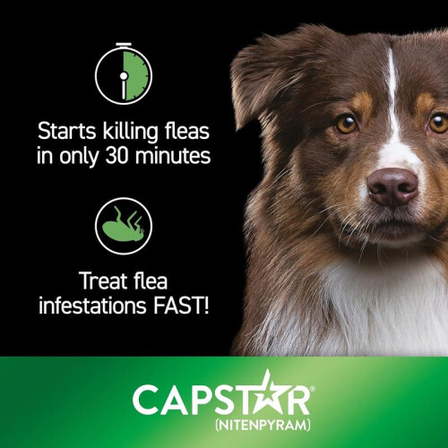 Capstar Capstar Dog Cat Flea Tablets Treatment Kills Fleas Fast 57mg - 6 Pack 2