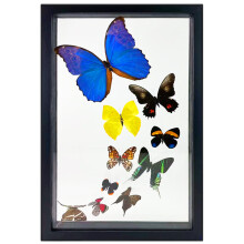 Beverly Oaks Amazing Blue Morpho Butterfly with Additional 9 Amazing Assorted Butterflies  Professionally Mounted Certificate of Authenticit
