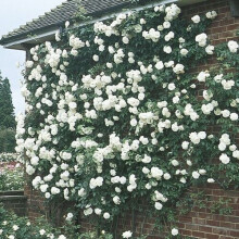 POTTED 2 LITRE CLIMBING ROSE ICEBERG PERENNIAL PLANT