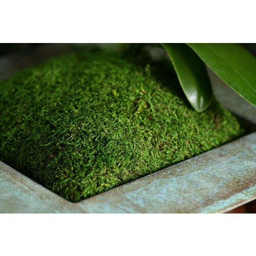 SuperMoss (21509) Διατηρημένο Φύλλο Μοσχευμάτων, Φρέσκο Πράσινο, 2oz 1
