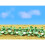 JTT Scenery Products Λουλούδια Κηπουρικής Μπρόκολο και Κουνουπίδια HO Scale 2