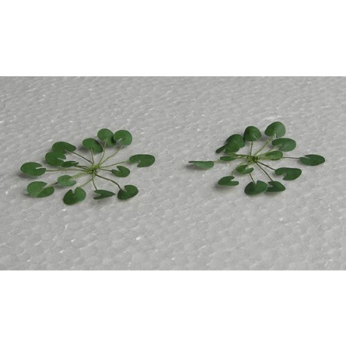 JTT Scenery Products Λουλούδια Κήπου Lily Pads O Scale για Σκηνές Χόμπι 2