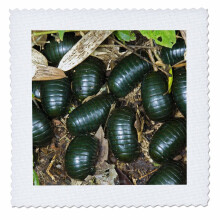 3Drose Green Pill Millipede Insects Mantadia Madagascar-AF24 KSC0080-Kevin Schafer-Quilt Square 6 by 6 """" (QS_72701_2)