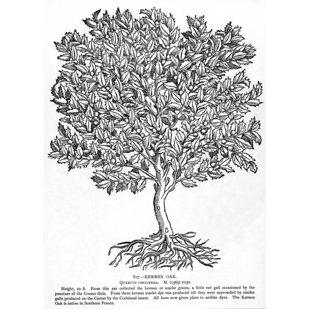 Rbol De Kermes (Quercus Coccifera) Originario Del Sur De Francia. El Kermes Se Usaba Para Producir Tinte Escarlata. P Ster Impreso Por (18 X 24)-image