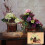FloraCraft Ισπανική Μούσα 4 Οζ (2L) Φυσικό 4