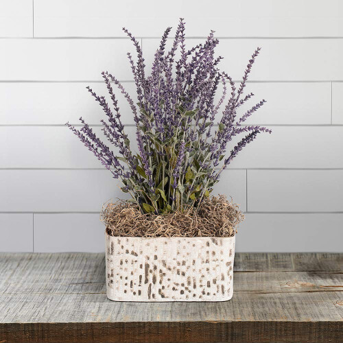 FloraCraft Ισπανική Μούσα 4 Οζ (2L) Φυσικό 1