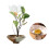 Blomsterfrø rundholder til arrangementer 3.3 """" tomme 3