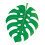 PALMENPARADIES MONSTERA VERLSST BB ST 2