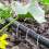 Landskabs h?fteklammer 6 tommer galvaniserede havepuls 5