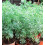 rt Ruda rue full vxt med rooth grn liten 3