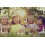 Kodak Kodak Photo Paper Glos 4