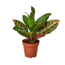 House Plant Dropship 3-CROTON-PETRA Croton Petra Josephs Coat Plant