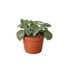 House Plant Dropship 3-FITTONIA-WHITE Fittonia White Nerve Plant