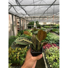 House Plant Dropship 3-MARANTA-RED Maranta Red Prayer Plant