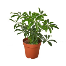 House Plant Dropship 3-SCHEFFLERA-ARBORICOLA Schefflera Arboricola Umbrella Plant