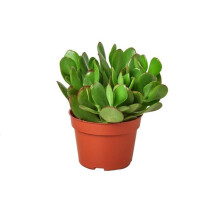 House Plant Dropship 3-SUCC-CRASSULA-JADE 3 in. Pot Succulent Crassula Jade Plant