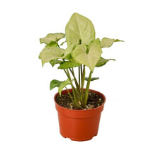 House Plant Dropship 3-SYNGONIUM-WHITE.BUTTERFLY Syngonium White Butterfly Plant