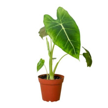 House Plant Dropship 4-ALOCASIA-FRYDEK Alocasia Micholitziana Frydek Plant