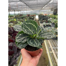 House Plant Dropship 4-CALATHEA-GREEN.GODDESS Calathea Green Goddess Plant