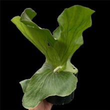 House Plant Dropship 4-FERN-ASPARAGUS 4 in. Pot Fern Elephant Plant