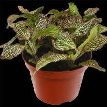 House Plant Dropship 4-FITTONIA-PINK Fittonia Pink Plant