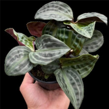 House Plant Dropship 4-GEOGENANTHUS-SEERSUCKER Geogenanthus Seersucker Plant