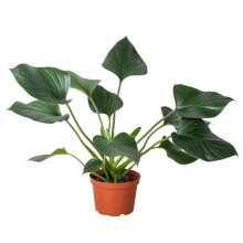 House Plant Dropship 4-HOMALOMENA-EMERALD.GEM Homalomena Emerald Gem Plant