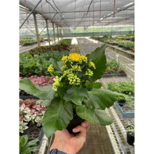 House Plant Dropship 4-KALANCHOE-YELLOW 4 in. Pot Kalanchoe Plant, Yellow