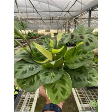 House Plant Dropship 4-MARANTA-BEAUTY.KIM Maranta Variegated Beauty Kim Plant