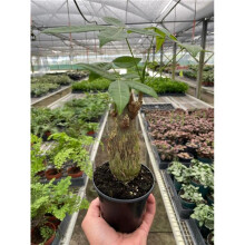 House Plant Dropship 4-PACHIRA-STUMP Money Tree Guiana Chestnut Pachira Stump Plant