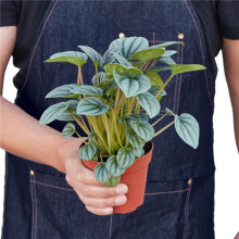 House Plant Dropship 4-PEPEROMIA-FROST Peperomia Frost Plant
