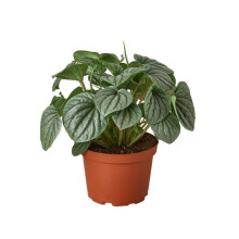 House Plant Dropship 4-PEPEROMIA-FROST-PP.PENTAGON.WHITE-BB 4 in. Peperomia Frost BB Revased Pentagon White Planter