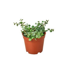 House Plant Dropship 4-PEPEROMIA-STRING.OF.TURTLES Peperomia Prostrata String of Turtles Plant