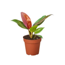 House Plant Dropship 4-PHILODENDRON-SUN.RED Philodendron Sun Red Plant