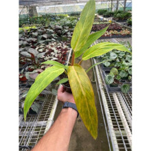 House Plant Dropship 4-PHILODENDRON-ORANGE.MARMALADE Philodendron Orange Marmalade Plant