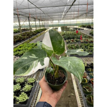 House Plant Dropship 4-PHILODENDRON-WHITE.PRINCESS Philodendron White Princess Plant