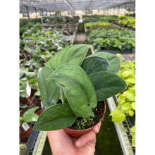 House Plant Dropship 4-POTHOS-JADE.SATIN Pothos Jade Satin Plant