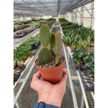 House Plant Dropship 4-SUCC-CACTUS-MICODASY Opuntia Microdasys Bunny Ear Cactus Plant